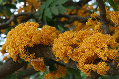 Saraca thaipingensis